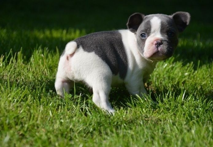 Wunderschöne Französische Bulldoggen Welpen