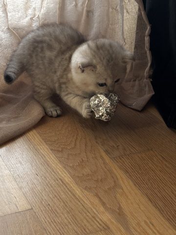 Ab 23.12 BKH (British Kurzhaar) Kitten