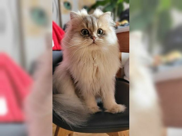 Katze Lapka 🐈