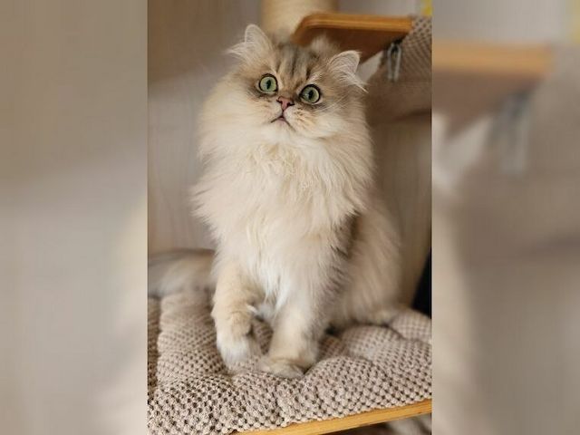 Katze Lapka 🐈