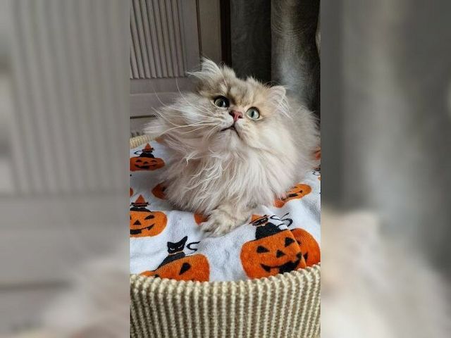 Katze Lapka 🐈