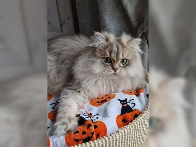 Katze Lapka 🐈