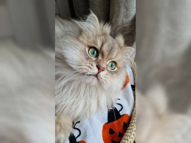 Katze Lapka 🐈