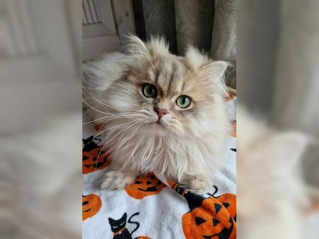 Katze Lapka 🐈