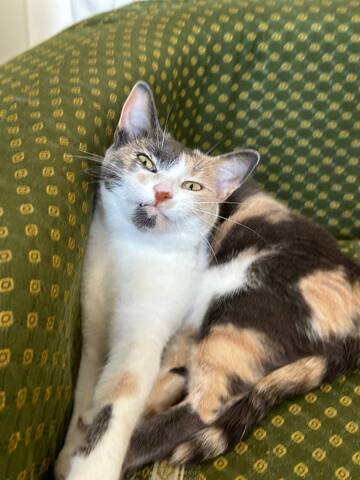 Katze Nikita