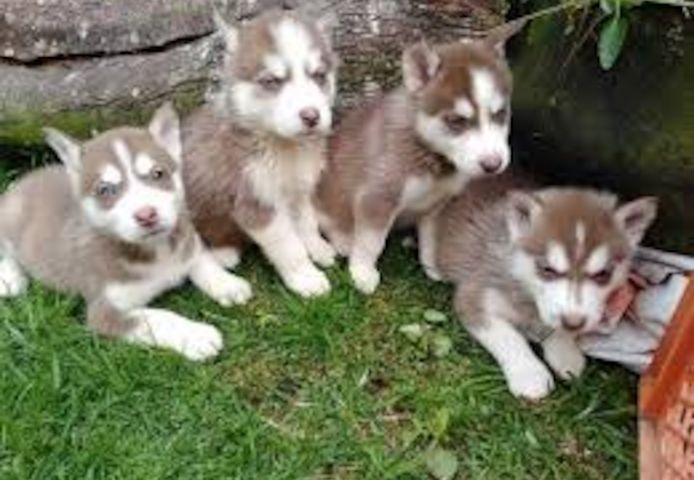 Reinrassige Siberian Husky Welpen