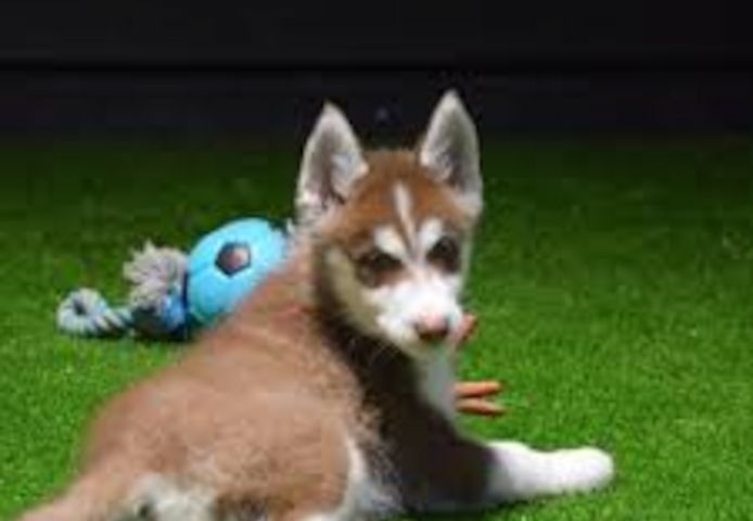 Siberian Husky Welpen