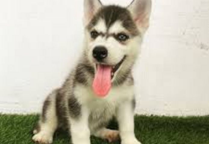 Siberian Husky Welpen
