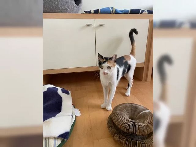 Katze Tabby