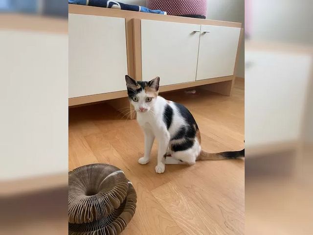 Katze Tabby