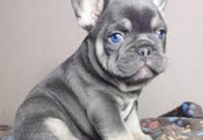 französische Bulldoggen Welpen