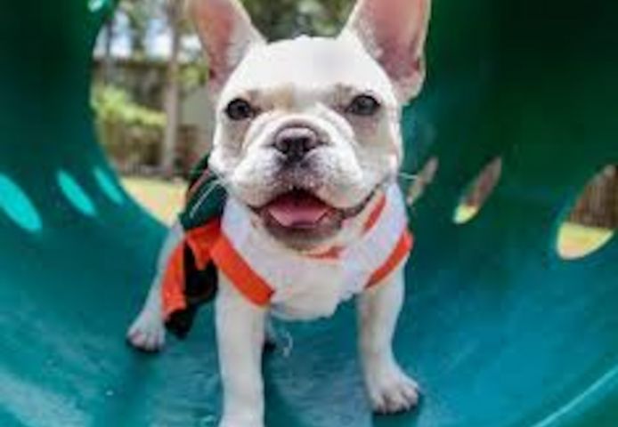 französische Bulldoggen Welpen