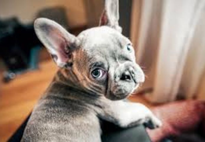 französische Bulldoggen Welpen