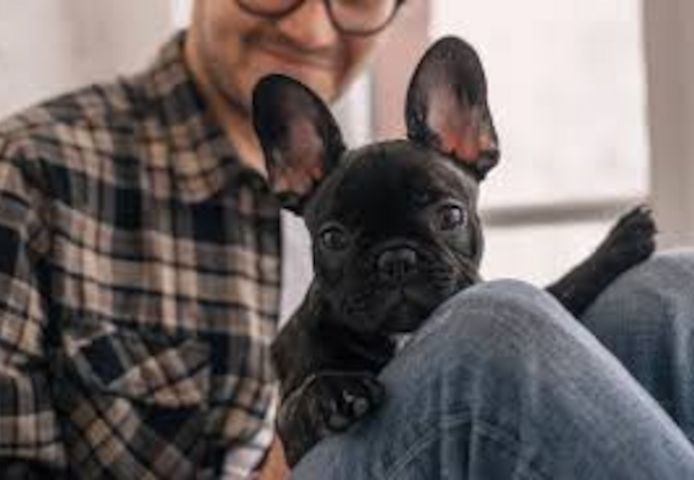 französische Bulldoggen Welpen