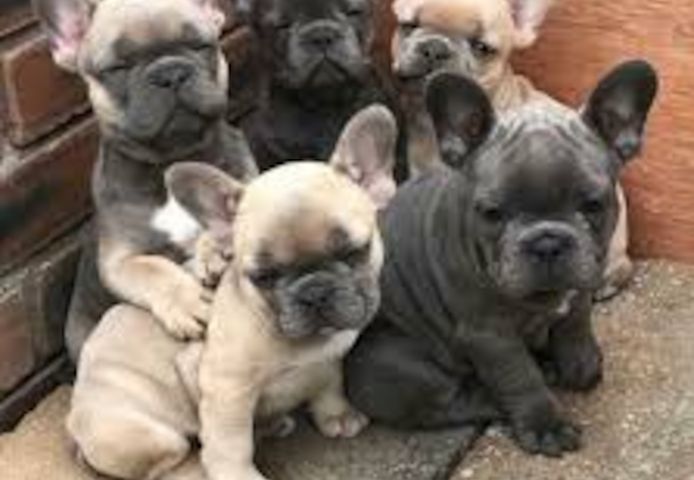 Französische Bulldogge Welpen