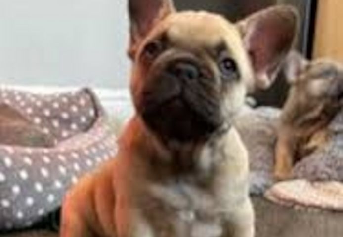 Französische Bulldogge Welpen