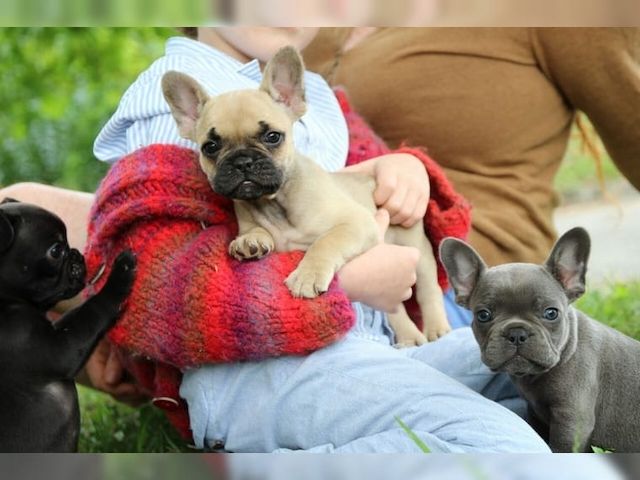 Französische Bulldogge Welpen