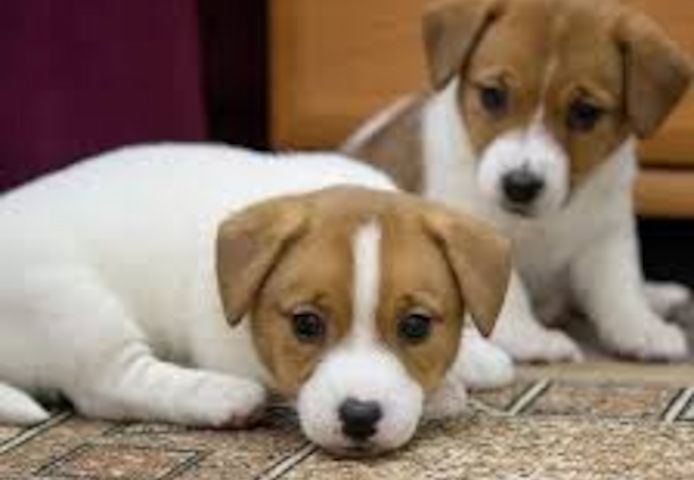 Jack Russel Terrier