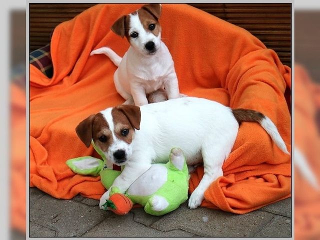 Jack Russell Terrier Welpen