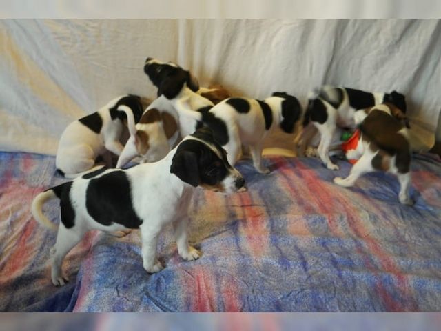 Jack Russell Terrier Welpen