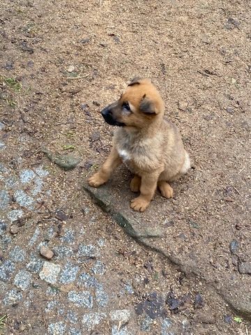 Altdeutsche Schäferhundwelpen