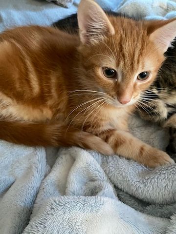 Hauskatzen abzugeben