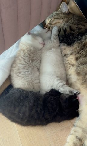 Ab 23.12 BKH (British Kurzhaar) Kitten