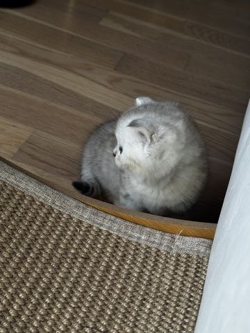 Ab 23.12 BKH (British Kurzhaar) Kitten