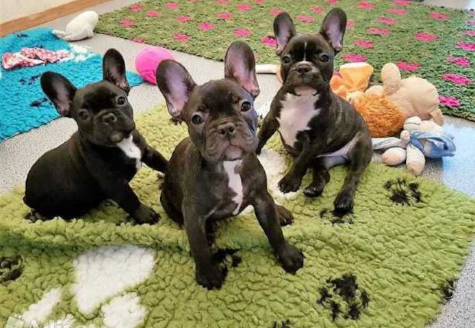 Französische Bulldoggen Welpen