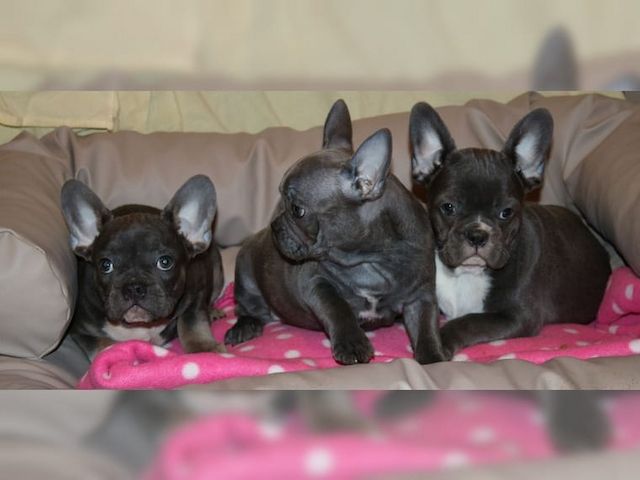 Französische Bulldoggen Welpen