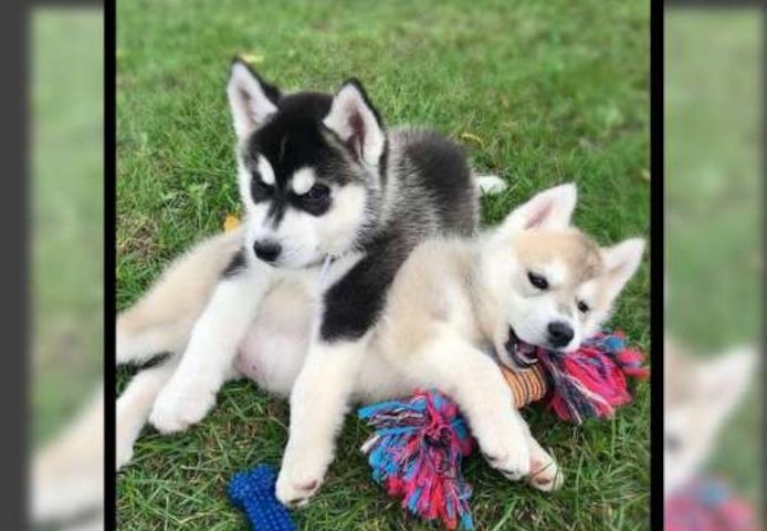 Siberian Husky Welpen