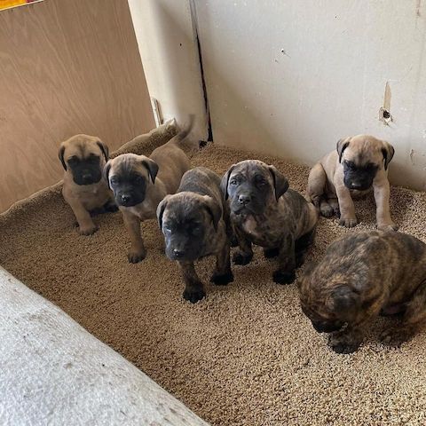 Englischer Mastiff/Fawn und Brindle Welpen
