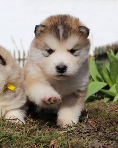 Alaskan Malamute welpen suchen neues Zuhause