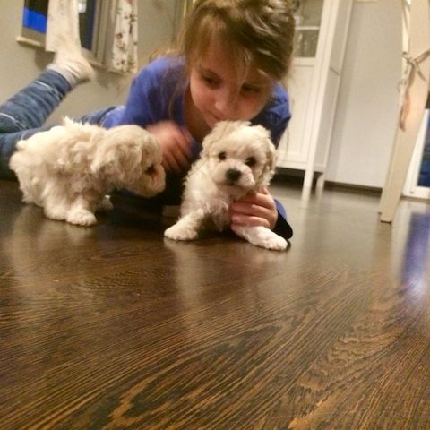 Bichon Frise-WHATSAPP..+4915217519768