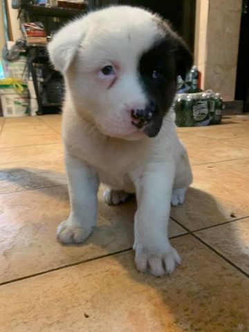 AKITA welpen suchen neues Zuhause