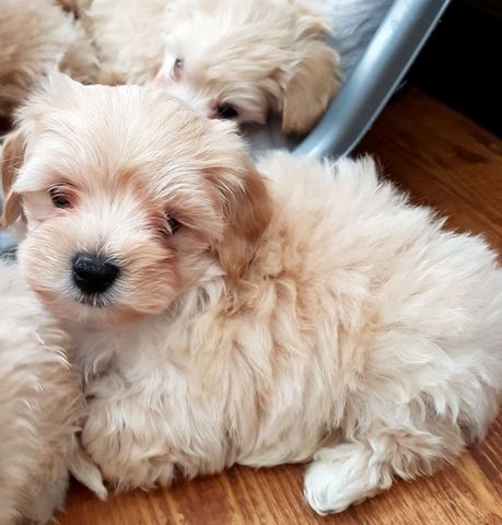 Nette M und W Maltepoo Welpen-WHATSAPP..+4915510348975