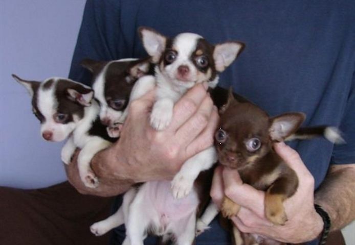 MINI chihuahua-WHATSAPP: +4915217519768