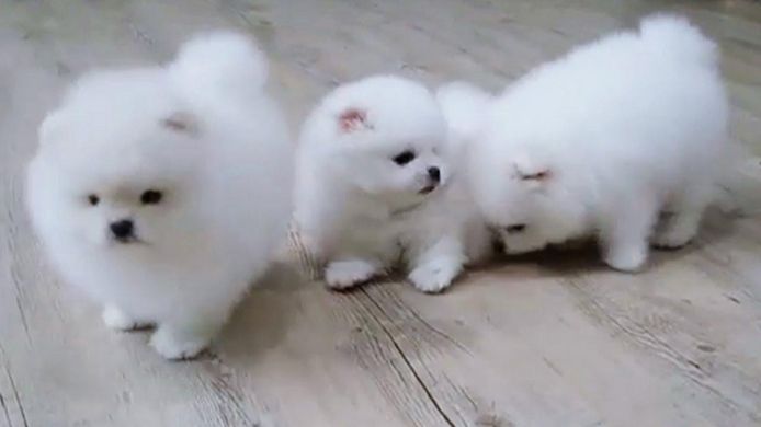 MINI.POMERANIAN ZWERGSPITZ BOO WELPEN