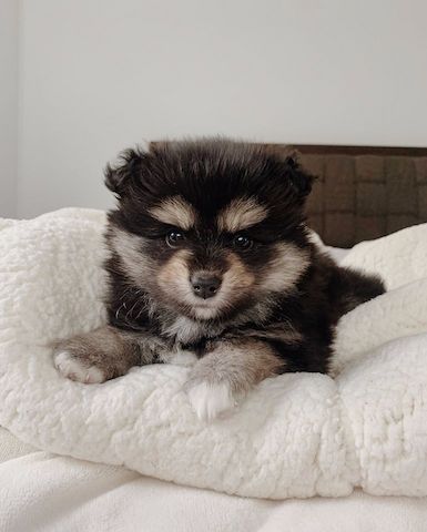 Pomsky Welpen suchen ein neues Zuhause :)