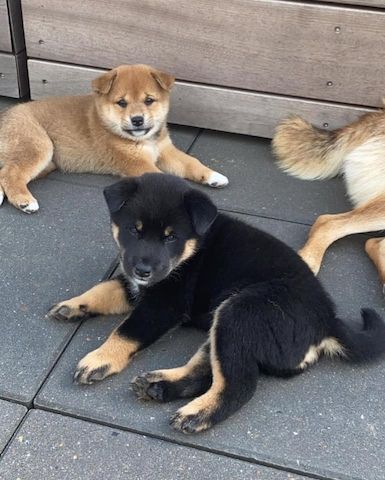 Shiba Inu welpen suchen neues Zuhause