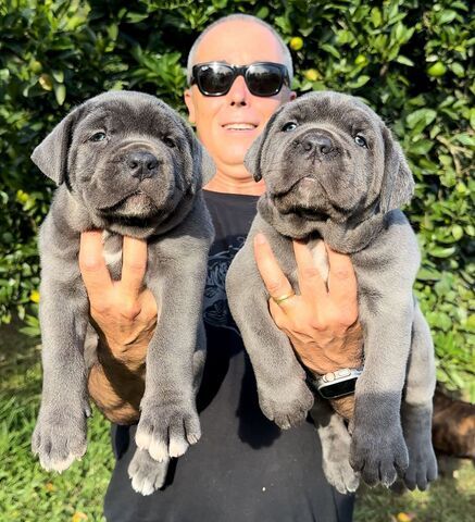 Cane Corso Welpen zu verkaufen