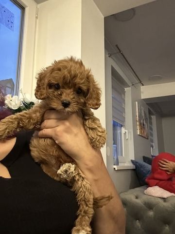 Maltipoo Welpen