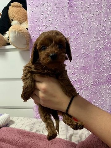 Maltipoo Welpen
