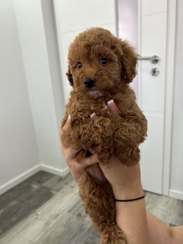 Maltipoo Welpen
