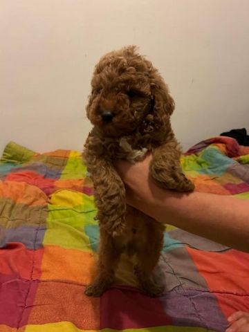 Maltipoo Welpen