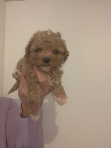 Maltipoo Welpen