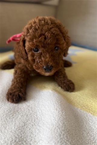 Toypudel Welpen in Rot Red Fawn