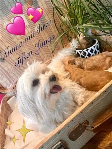 Maltipoo Welpen