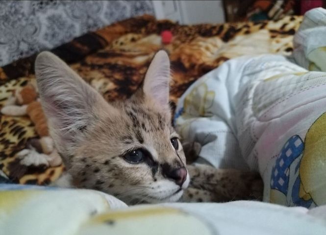 Savannah-Katze