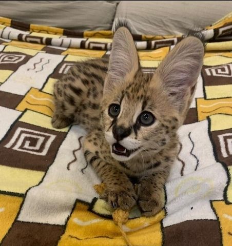 Savannah-Katze